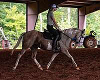 trail-paint-horse