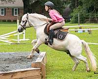 athletic-welsh-pony