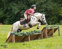 beginner-welsh-pony