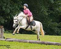 companion-welsh-pony