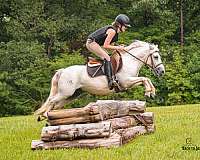 flashy-welsh-pony