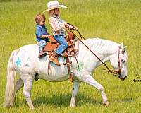 ranch-welsh-pony
