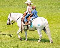 ranch-work-welsh-pony