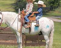 ridden-english-welsh-pony