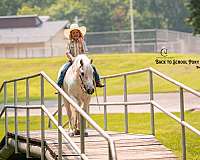 ridden-western-welsh-pony