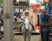 trail-welsh-pony