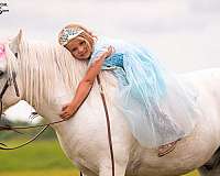 working-cattle-welsh-pony