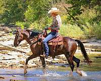 brown-welsh-pony-gelding
