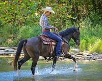 brown-welsh-pony-for-sale