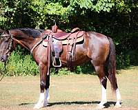 mounted-patrol-welsh-pony