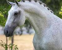 dressage-equitation-lusitano-horse