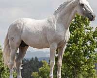 grey-dressage-equitation-horse