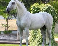 dressage-equitation-gelding