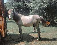 youth-filly-yearling
