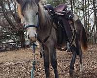 mustang-filly