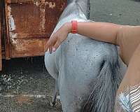 mustang-horse-for-sale