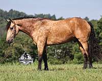 ranch-work-quarter-horse