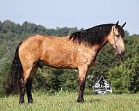 beginner-safe-quarter-horse