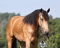 family-horse-quarter