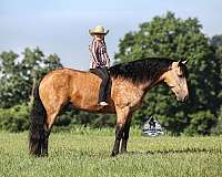 quarter-horse