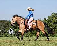 all-around-quarter-horse