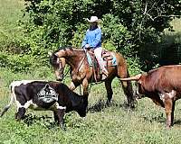 athletic-quarter-horse