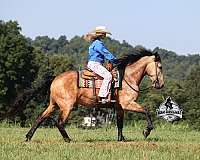 trail-quarter-horse