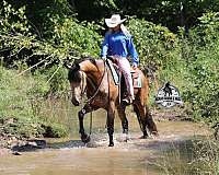 beginner-quarter-horse