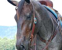 gelding-quarter-horse