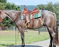 bay-roan-none-horse