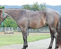 unicorn-quarter-horse