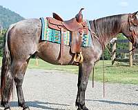 trail-partner-quarter-horse