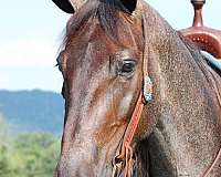 bay-roan-quarter-horse