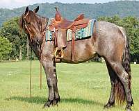 sound-quarter-horse
