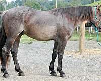 gentle-quarter-horse