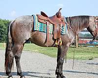 trail-riding-quarter-horse
