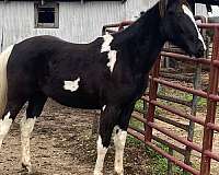 tobiano-all-around-horse