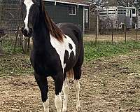 tobiano-athletic-horse