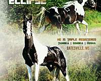 tobiano-breeding-horse