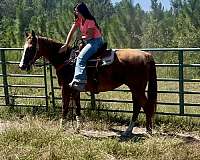all-around-thoroughbred-horse