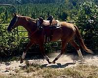 athletic-thoroughbred-horse