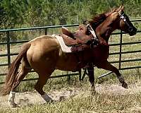 barrel-thoroughbred-horse