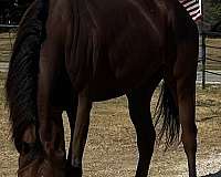 gelding