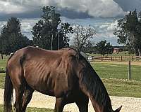 thoroughbred-horse