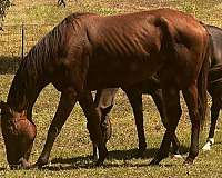 thoroughbred