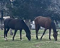 experienced-horse