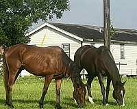 white-star-forlock-horse