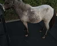 bay-roan-appaloosa-filly-mare