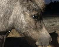 miniature-filly