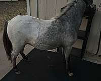 roan-appaloosa-filly-mare